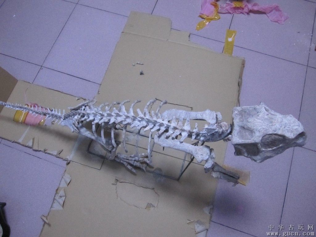 鹦鹉嘴龙科