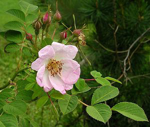 p>西北蔷薇(学名 i>rosa davidii/i crep.
