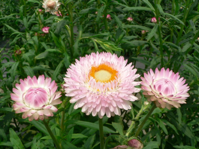 七彩菊