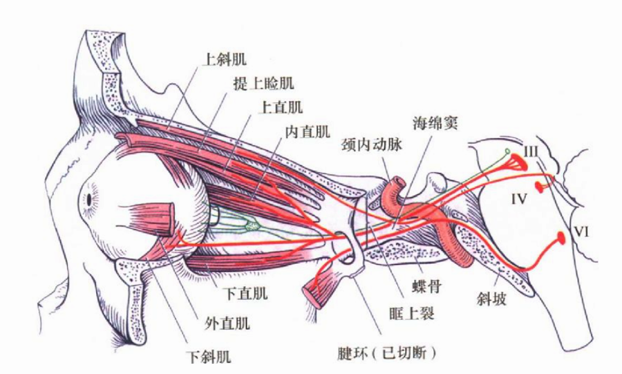 眼肌