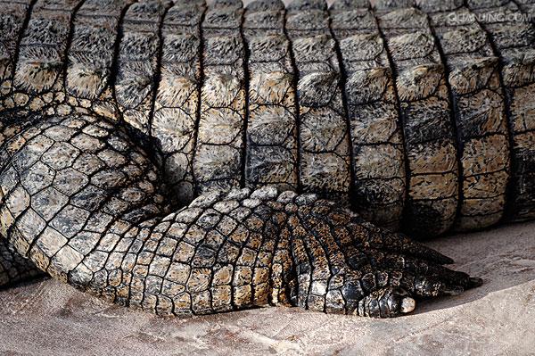 p>尼罗鳄(学名 i>crocodylus niloticus/i,是非洲最大的鳄鱼和最
