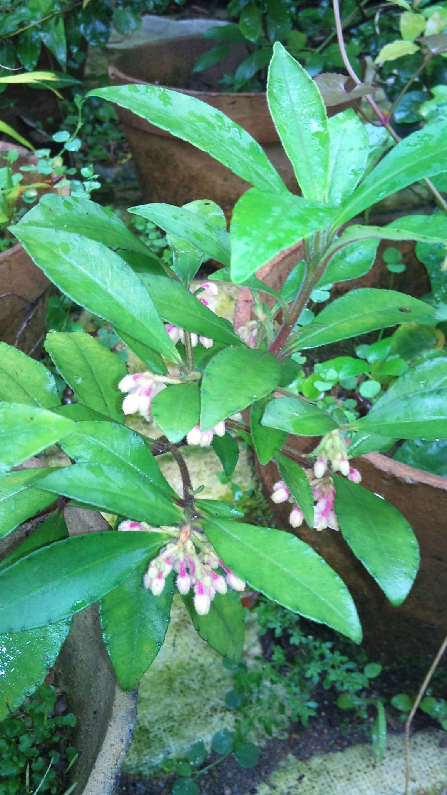 为紫金牛科植物山血丹 i></p></a>ardisia punctata /i> lindl.的根或全株.