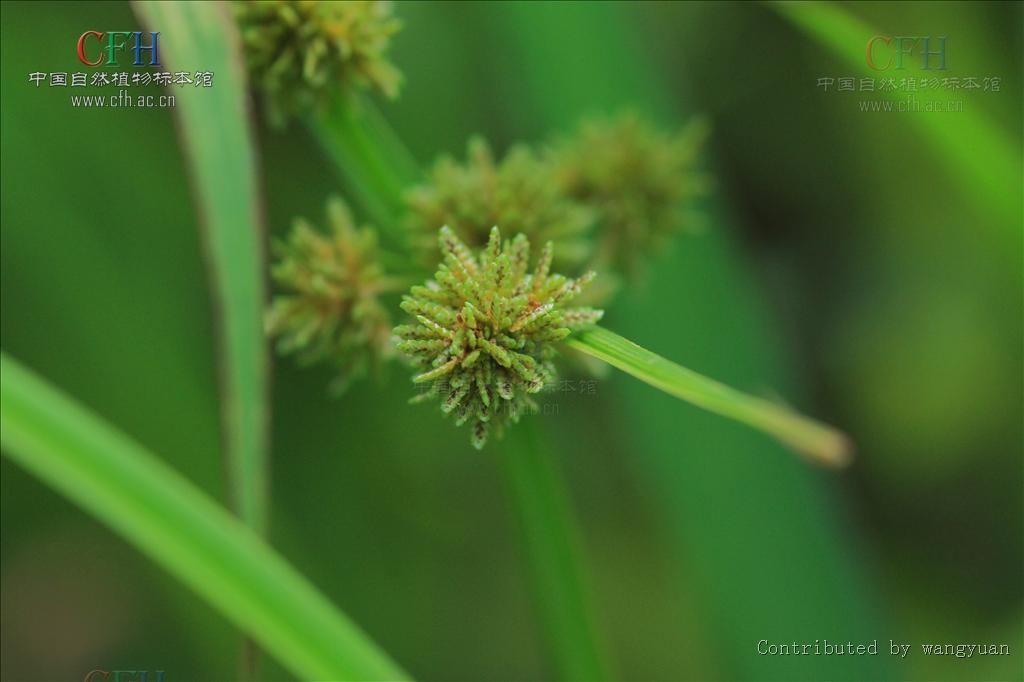 p>植物名(cyperus difformis l.