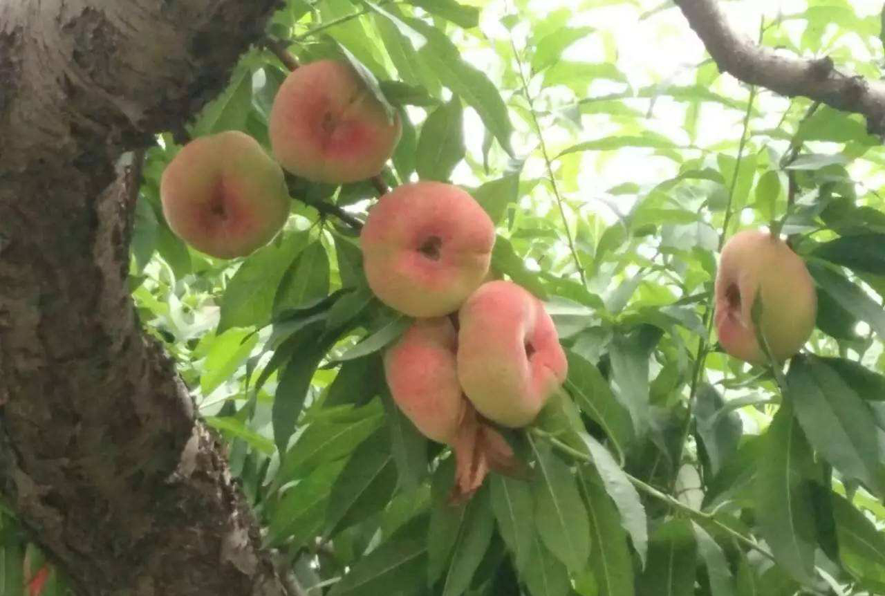 蟠桃树