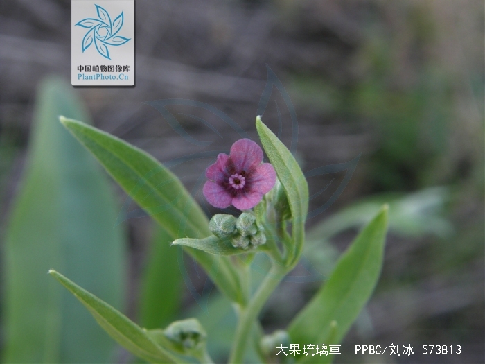 href/item/草本/541696 data-lemmaid"541696>草本/a>植物,高