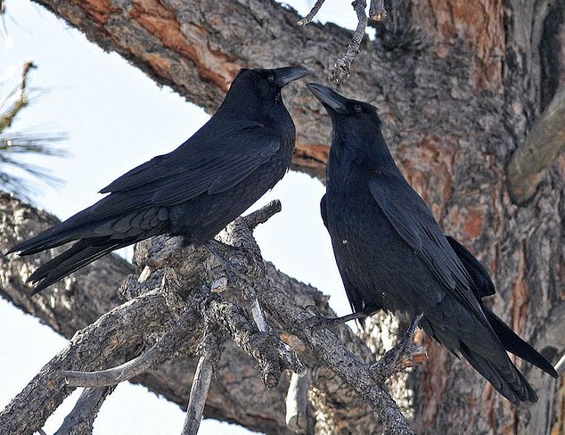 p>渡鸦(学名 i>corvus corax/i:是一种全身黑色的大型 a target=
