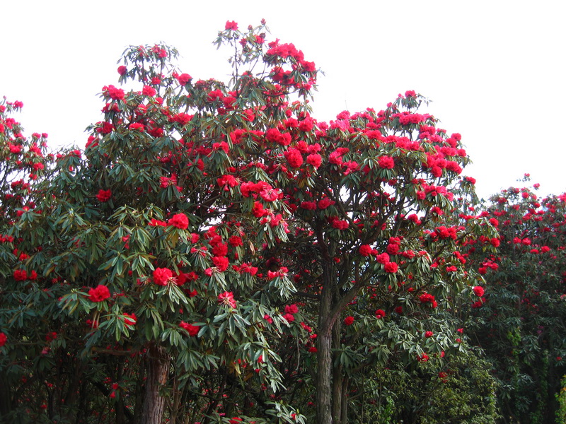 马缨花