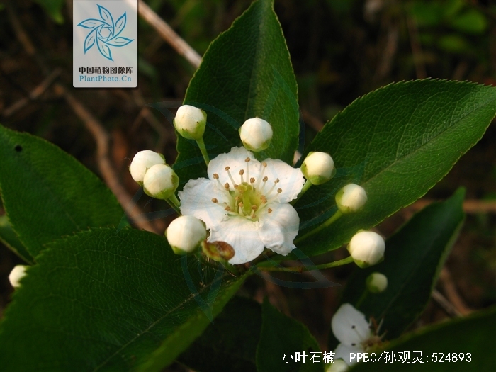 小叶石楠