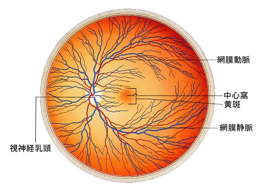 黄斑眼底病