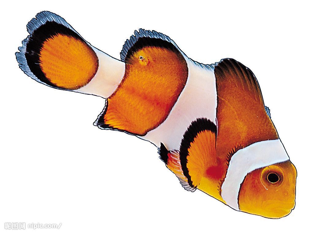 p></p></a>小丑鱼(学名:amphiprioninae)是对雀鲷科海葵鱼亚科鱼类的俗称