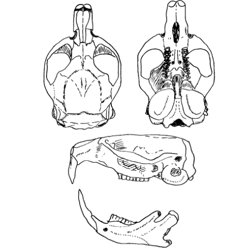 (学名 i>lasiopodomys mandarinus/i,别称 a href>地老鼠/a>