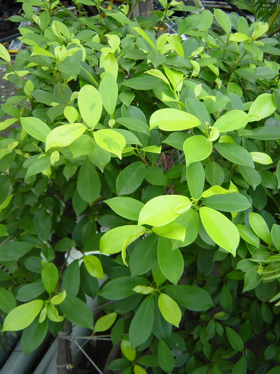 #39;golden leaves#39/i)是桑科,榕属常绿小乔木,树干