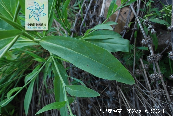href/item/草本/541696 data-lemmaid"541696>草本/a>植物,高