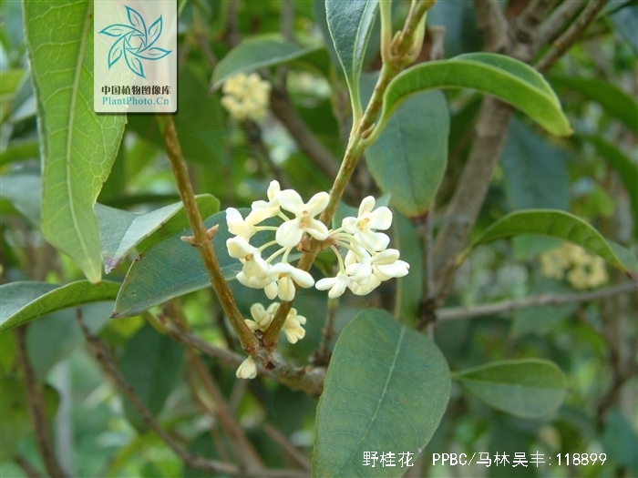 p s green:也称云南桂花.