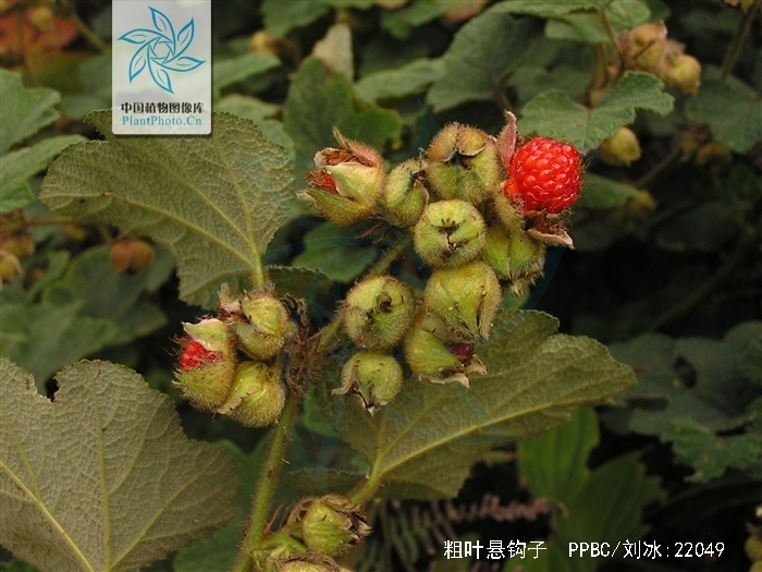 大叶蛇泡