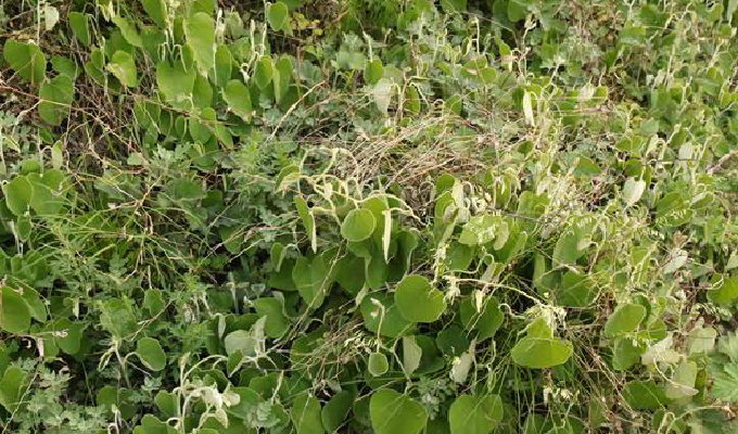 p>白毛藤,别名蜀羊泉,谷菜,天灯笼,排风,胡毛藤,拉丁文名solanum