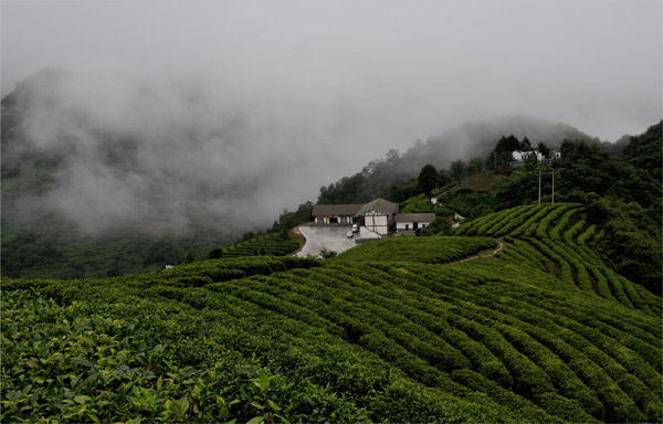  /p> p>七佛茶产于青川县 a href="#" data-lemmaid="9231207">七佛乡