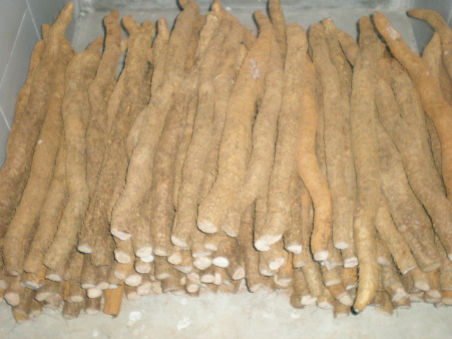 ɽҩ˫ӷǶƷ_ɽҩʲô_ձĳɽҩ