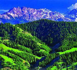 天山北坡雪岭云杉林分布于海拔1500-2800米的中低山-亚高山,除了雪岭