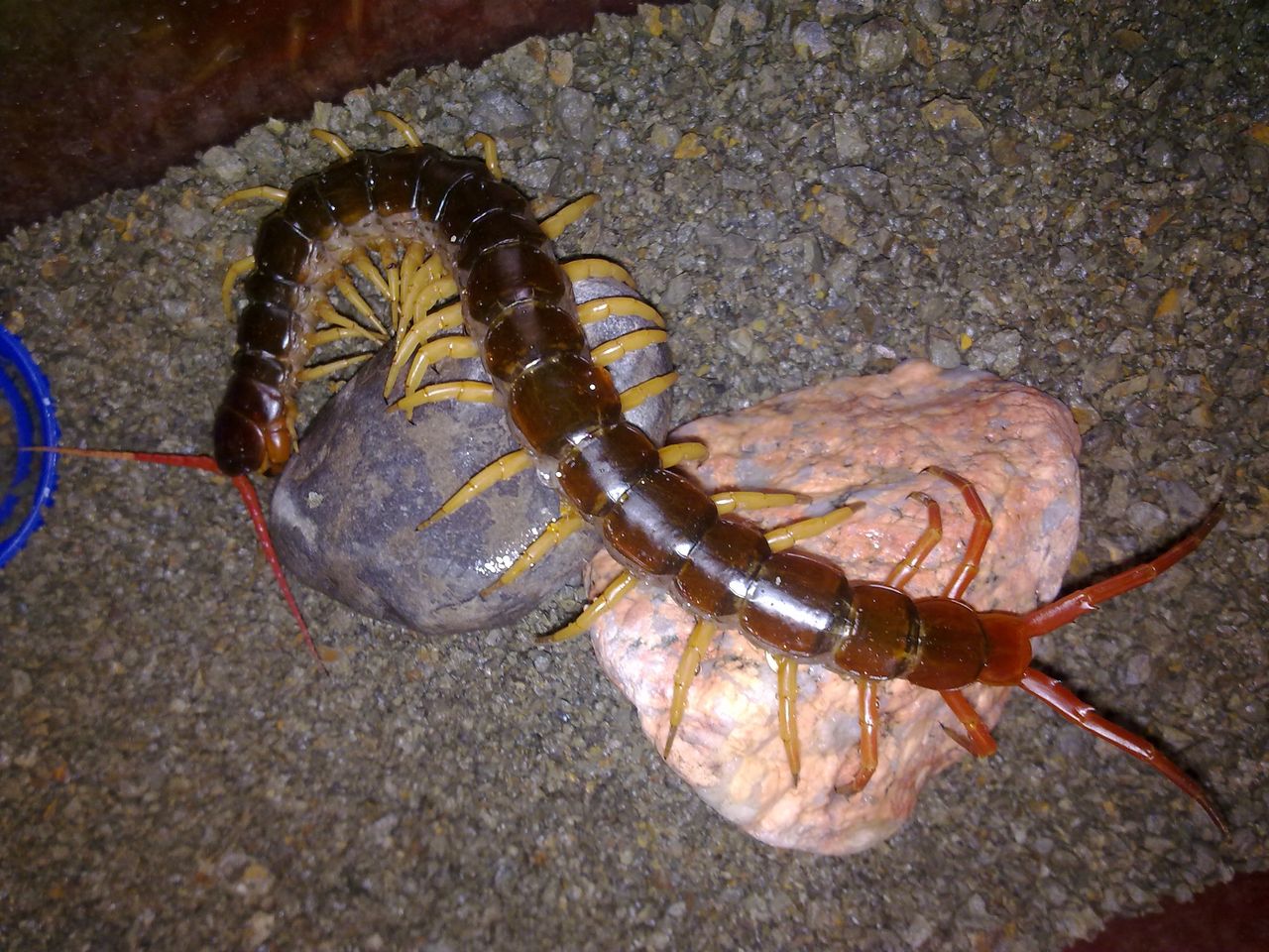 p>越南巨人蜈蚣(学名:scolopendra subspinipes,是亚洲最大的蜈蚣