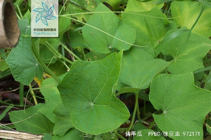 佛手瓜