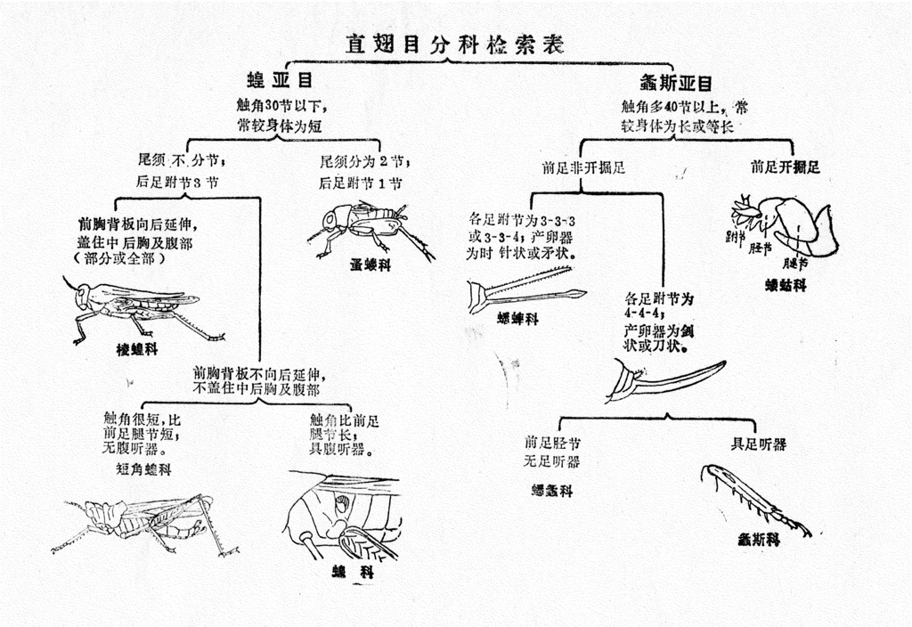 有颚亚门, a href="#" data-lemmaid="6289980">六足总纲 /a>,昆虫纲