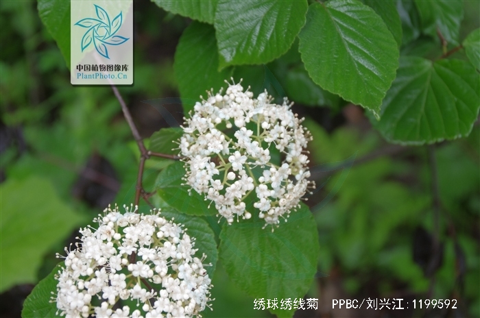 绣球绣线菊