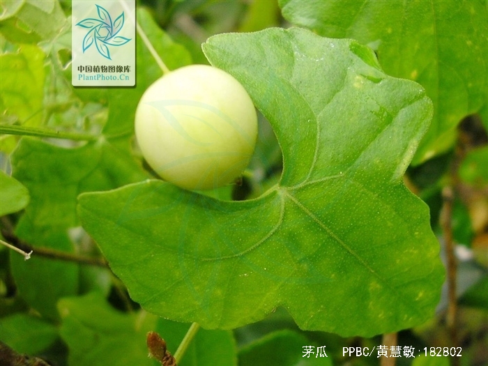 p>茅瓜,中药名.为葫芦科植物茅瓜 i>solena amplexicaulis/i(lam.