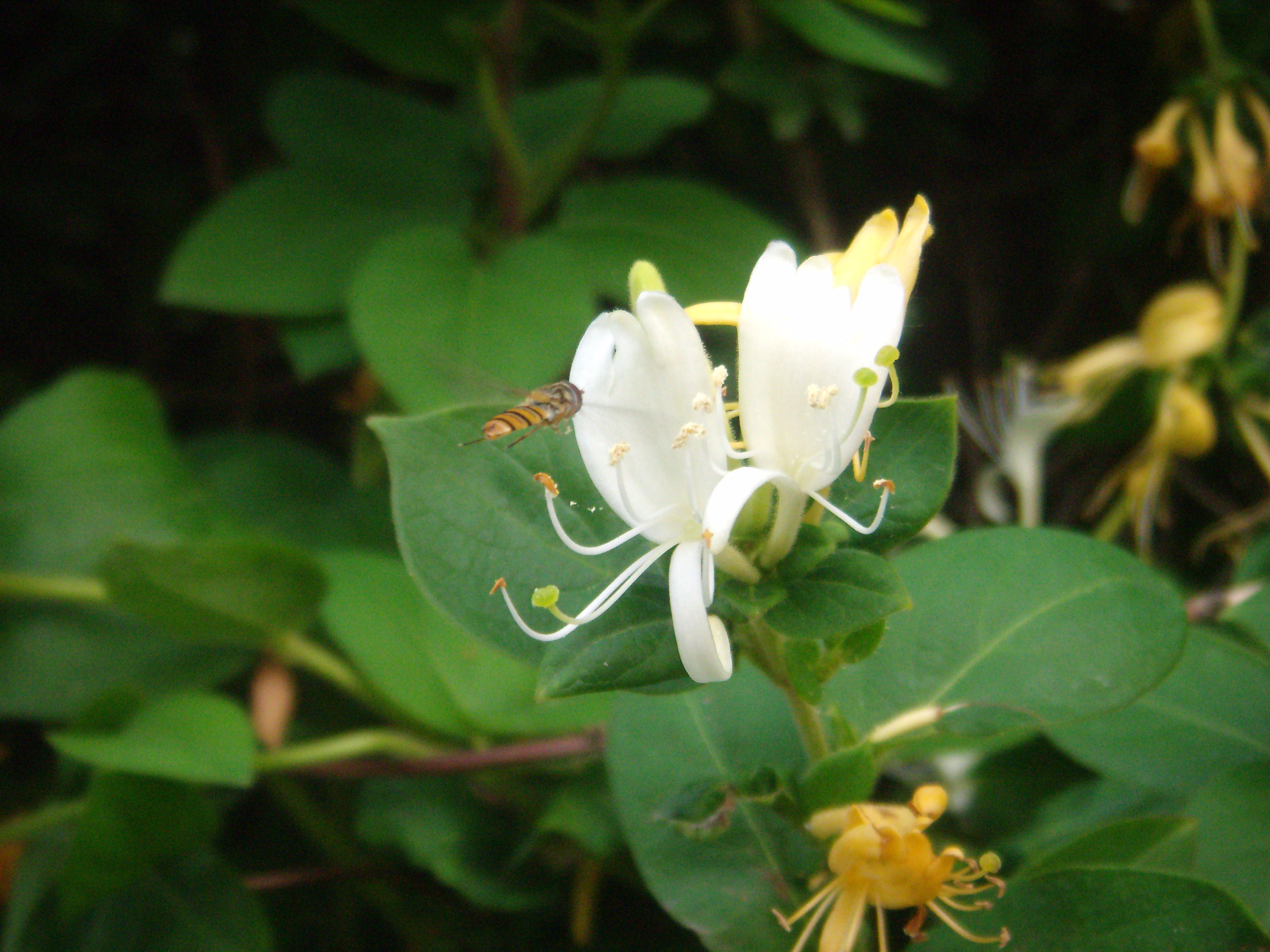 小金银花