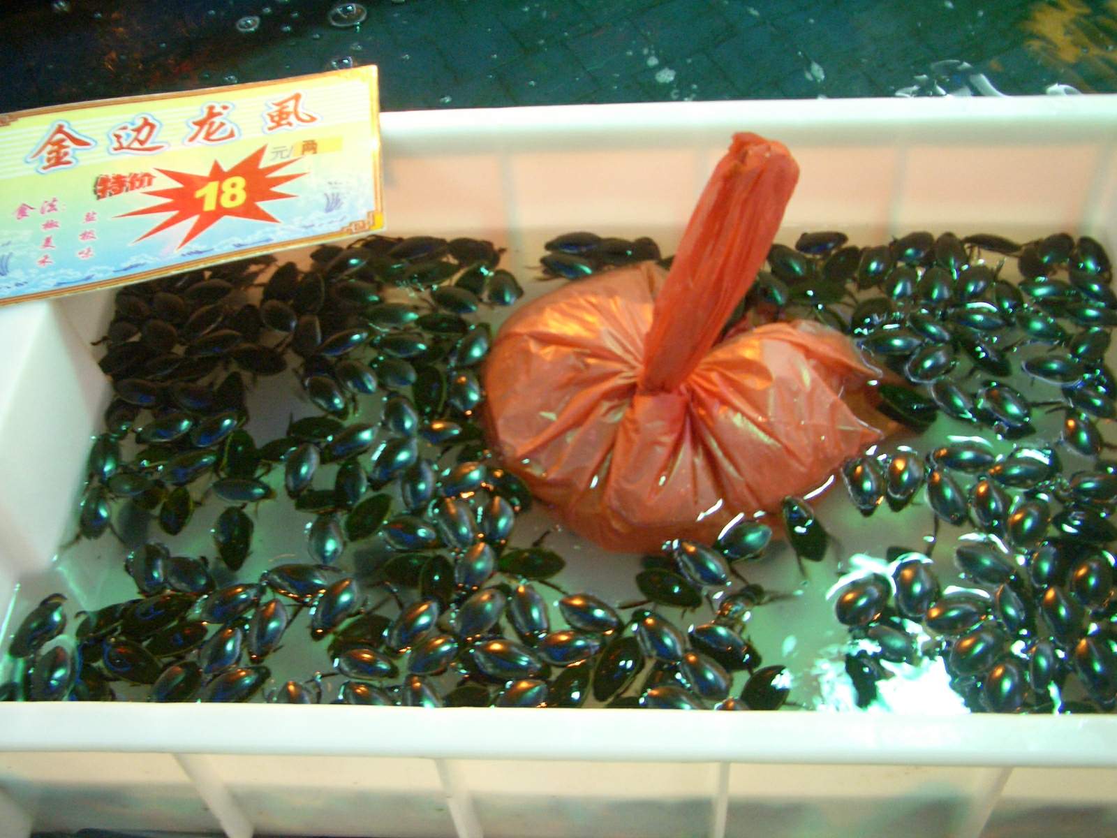 金边龙虱