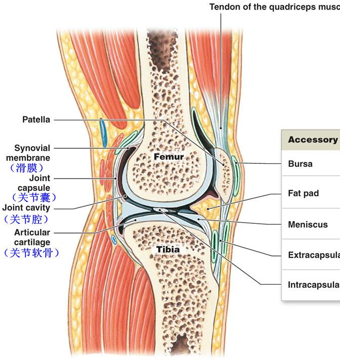 医学上的正确名称应该是骨疣,骨刺是关节因种种原因造成软骨的磨损