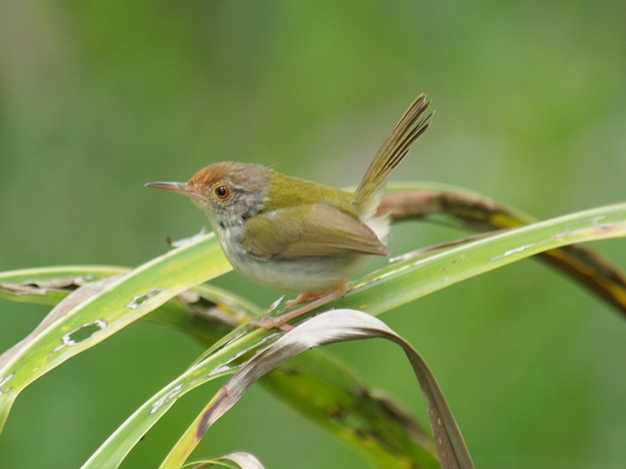 tailorbird)属雀形目 a href>莺科/a>缝叶莺属,又叫普通缝叶莺