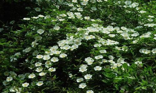  p>单花合柱蔷薇(学名:rosa uniflora t. t. yu &amp; t. c.