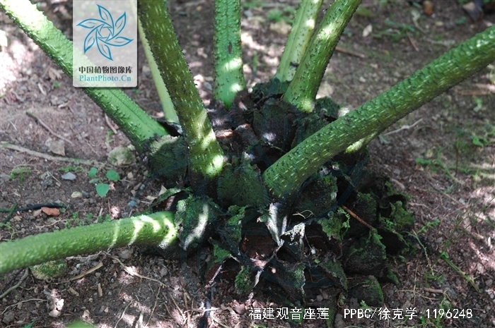 福建莲座蕨