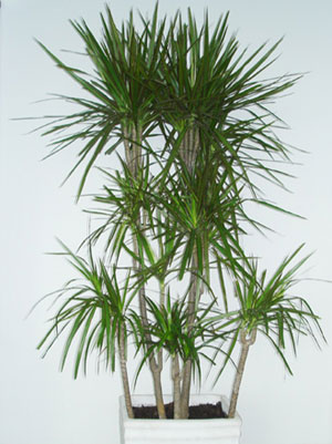 室内植物