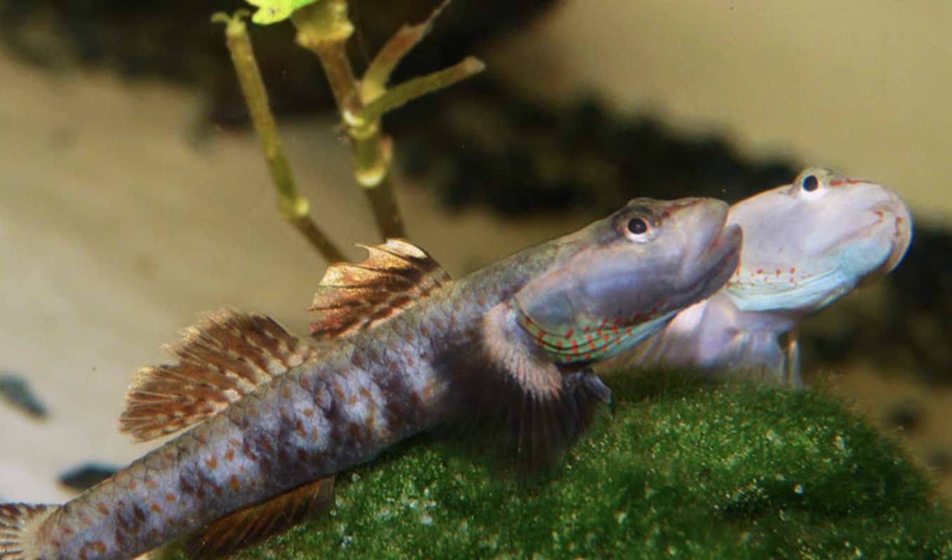 小虾虎鱼 全网资源