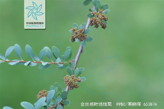 金丝桃叶绣线菊