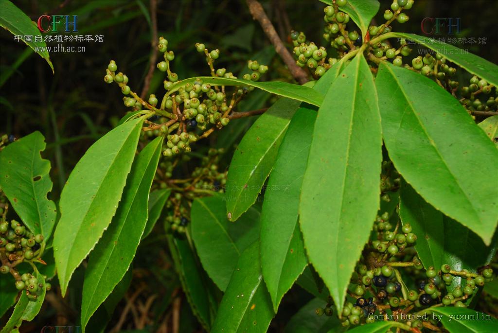  p>牛奶树,中药名.为桑科植物对叶榕 i>ficus hispida  /i>l. f.