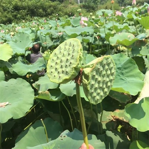  p>莲蓬又名:莲子肉;藕实;水芝丹;莲蓬子;莲实;蓬肉.