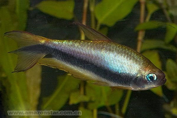 一般体色呈橘红色,体侧下半部有一条黑色条纹,成熟雄鱼体侧上半部会