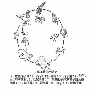 有性生殖器官为精子器和颈卵管.无种子.