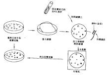 基因拼接技术和DNA重组技术