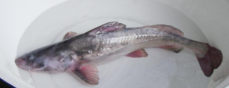 p>长吻鮠(学名 i>leiocassis longirostris/i)是鲿科,鮠属鱼类.