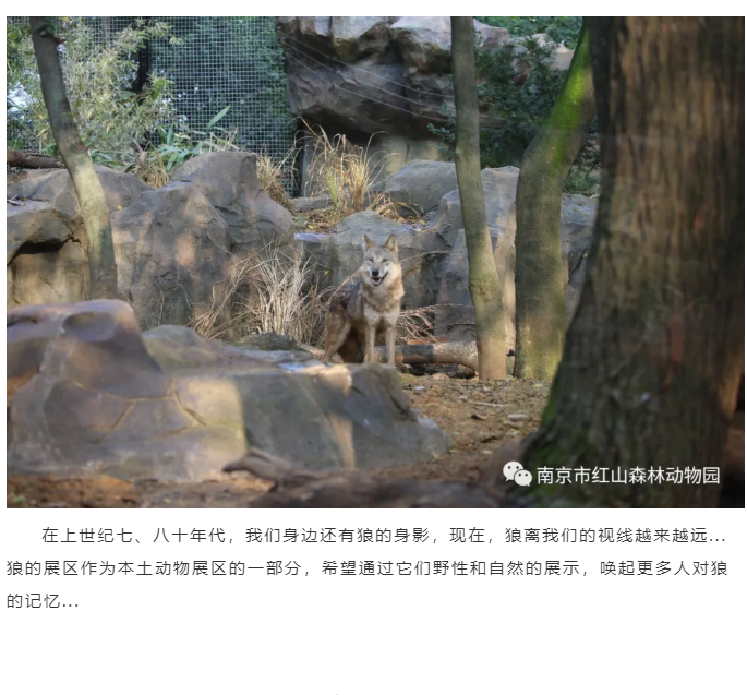 南京红山森林动物园