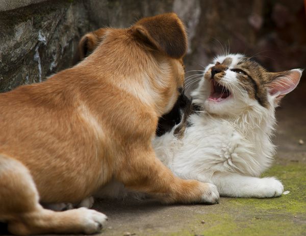 在现实生活中,狗猫追咬决斗一场,不欢而散的场面也司空见惯.