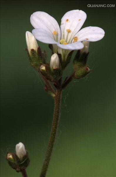 虎耳草