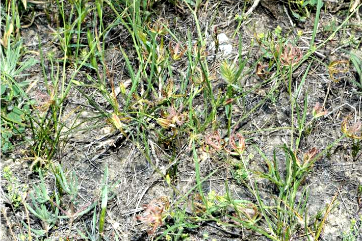 p>蝎尾菊(学名 i>koelpinia linearis/i pall.