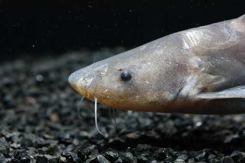 p>长吻鮠(学名 i>leiocassis longirostris/i)是鲿科,鮠属鱼类.