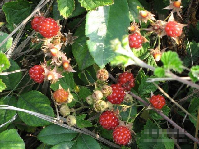  p>蔷薇果是蔷薇科植物的果实,是属于 a target="_blank" href="/item