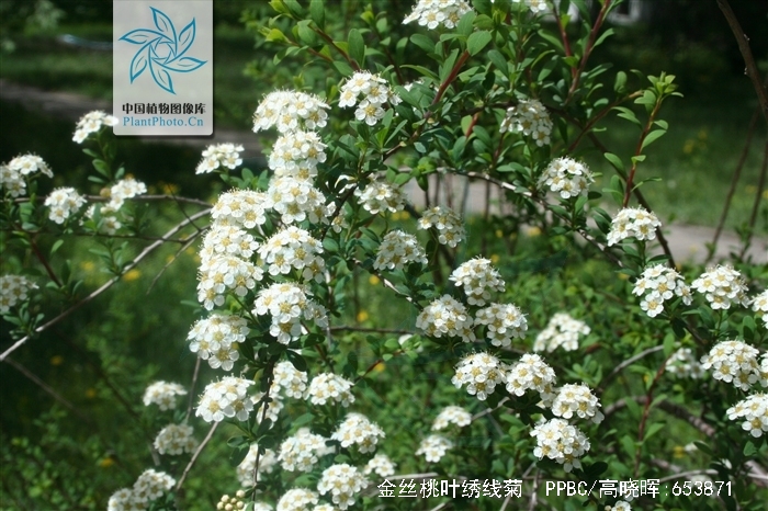 金丝桃叶绣线菊